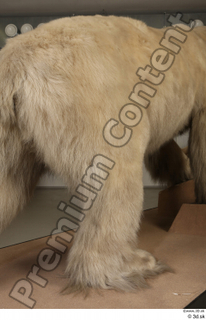 Polar bear leg 0050.jpg